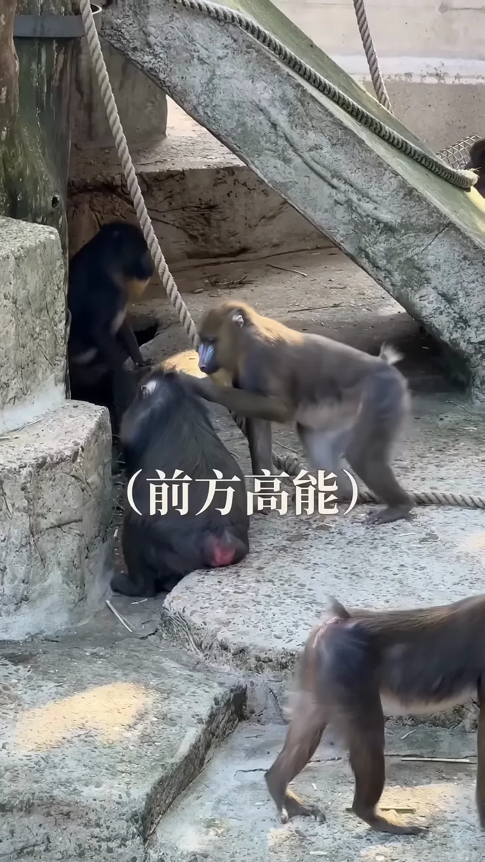 ARTIS 園內的大猩猩