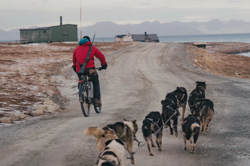 領隊騎著腳踏車,犬隊沿道路往前跑