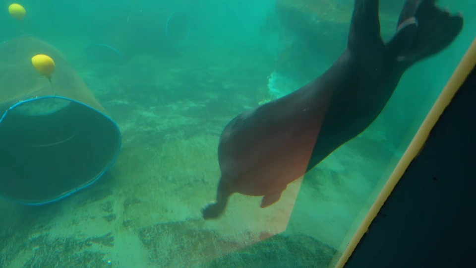 海豹在水下游動