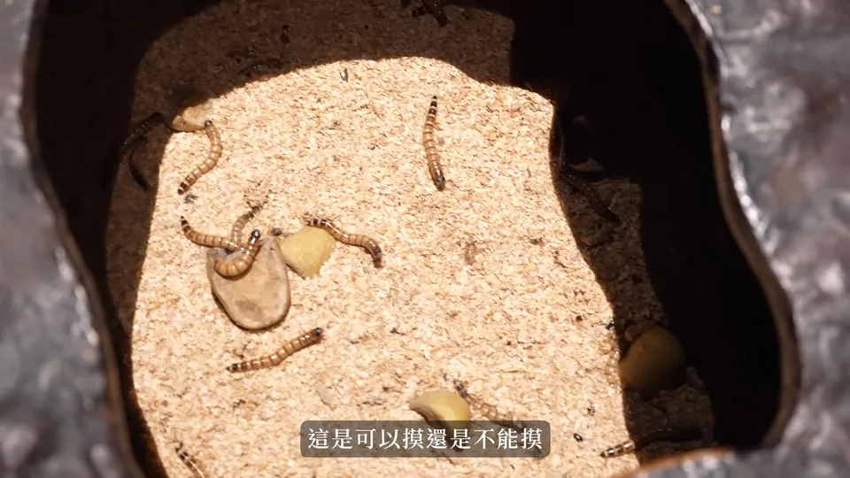 走進展示區,近距離看看昆蟲。