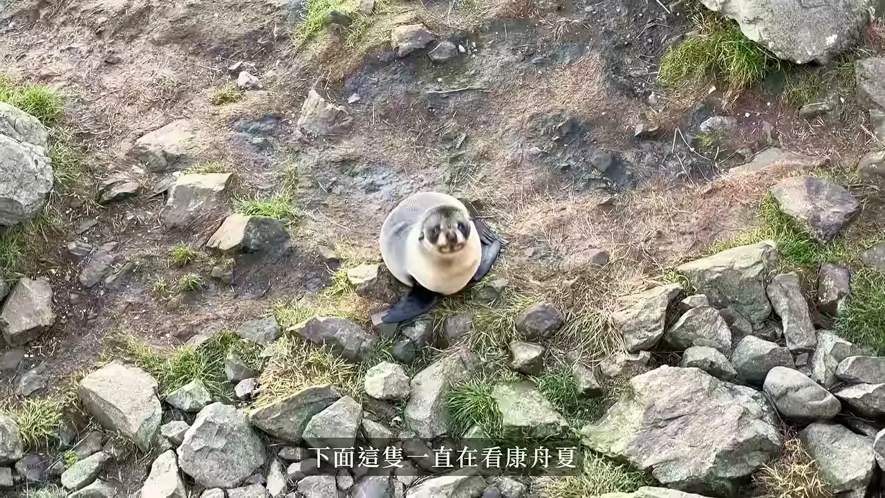從觀景處俯看 Ōhau Point 岩石間的海狗