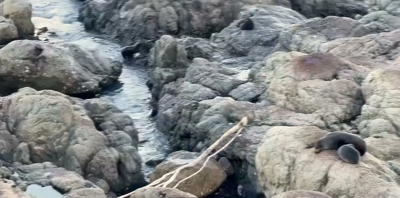 Ōhau Point 岩石上休息的海狗；請在觀景平台遠距觀看