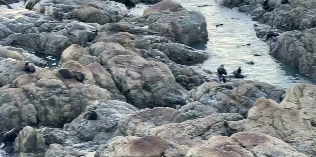 凱庫拉 Ōhau Point 岩岸與潮水間聚集的海狗