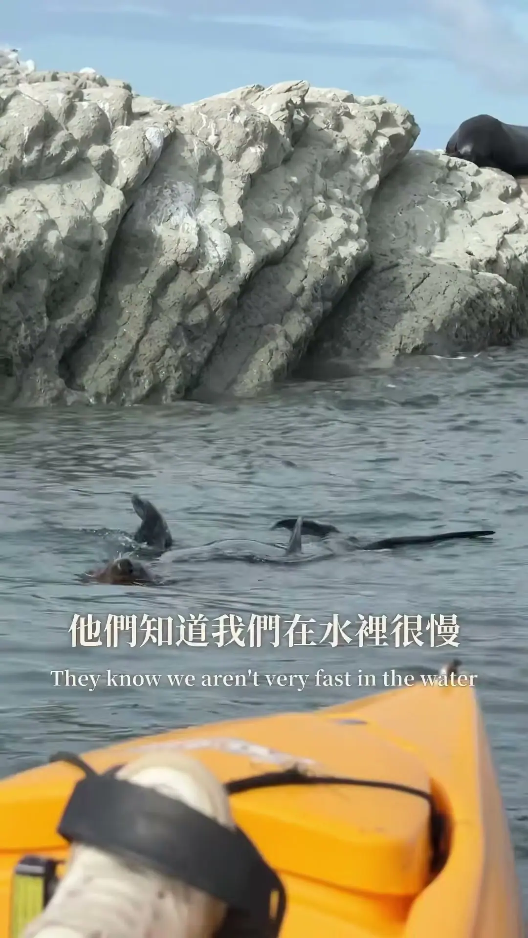 從黃色皮划艇前方看岩岸旁游動的海狗
