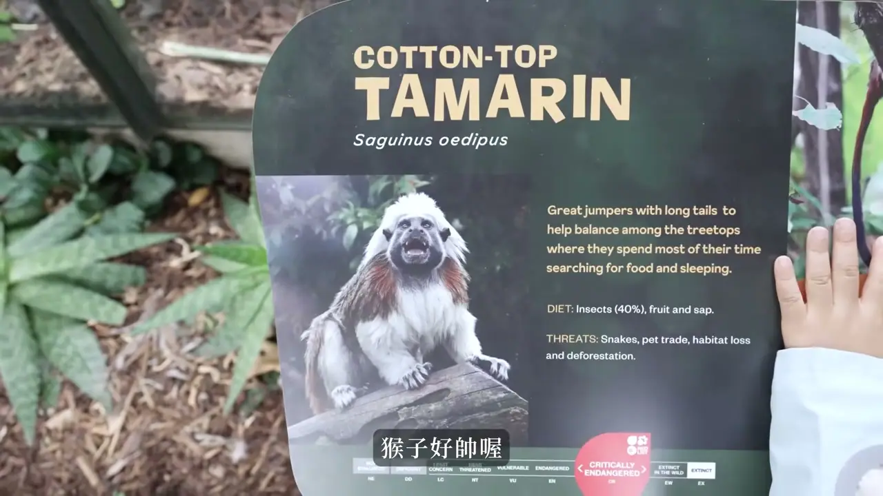 Hamilton Zoo 的棉頂狨猴介紹牌