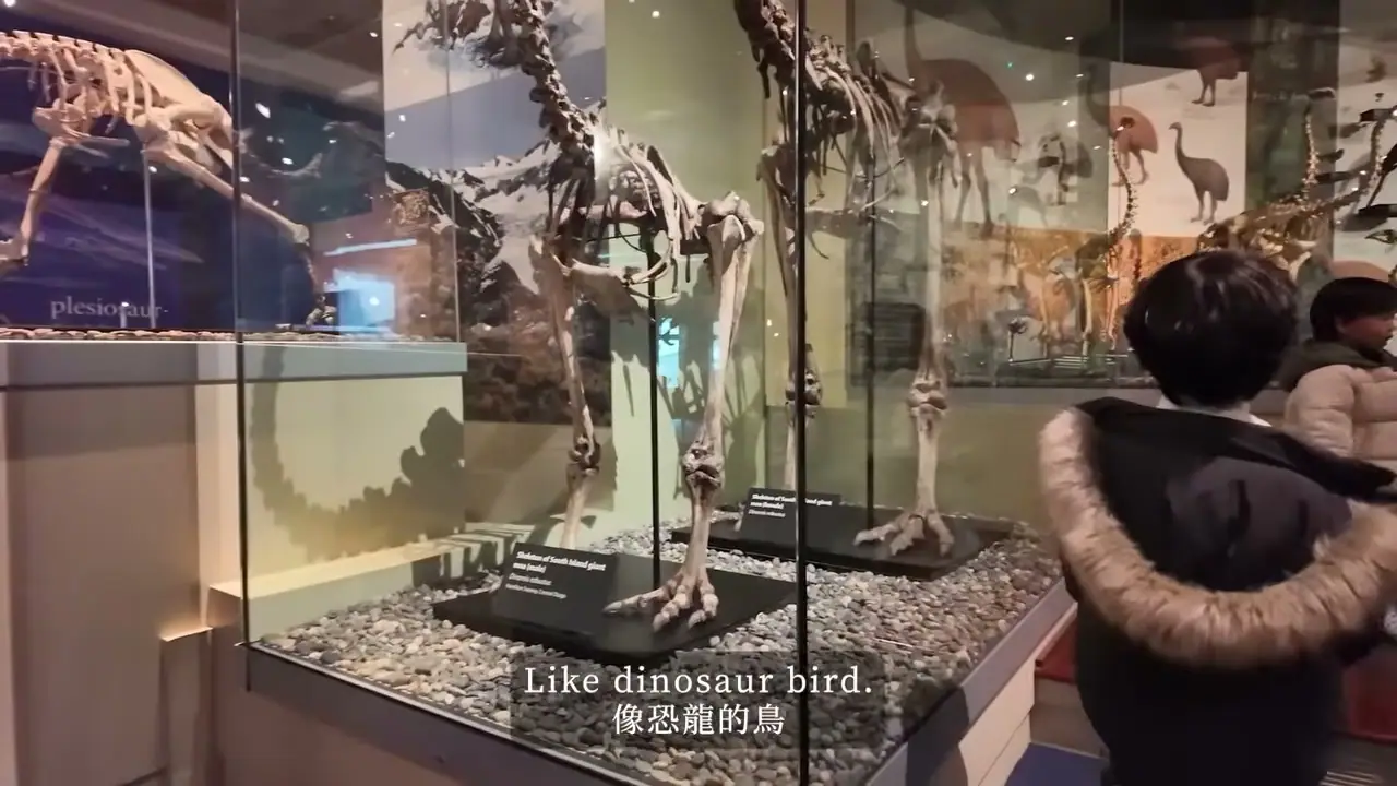 孩子觀看 Otago Museum 玻璃展櫃中的骨架展品