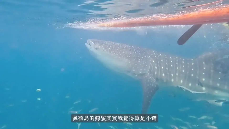 水下鯨鯊側身游過,上方可見船體與水面。