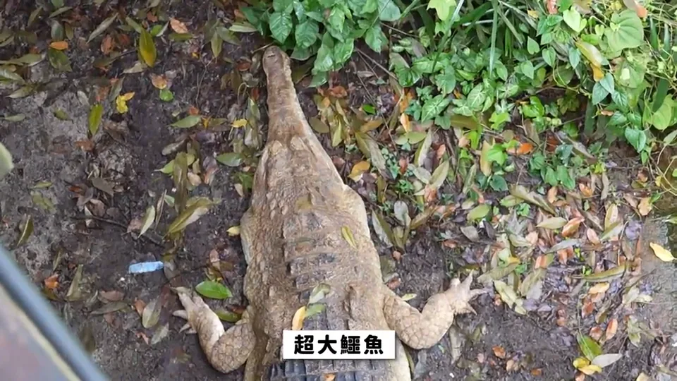 鱷魚趴在落葉與植物旁,俯視畫面可見背部、四肢與尾巴。