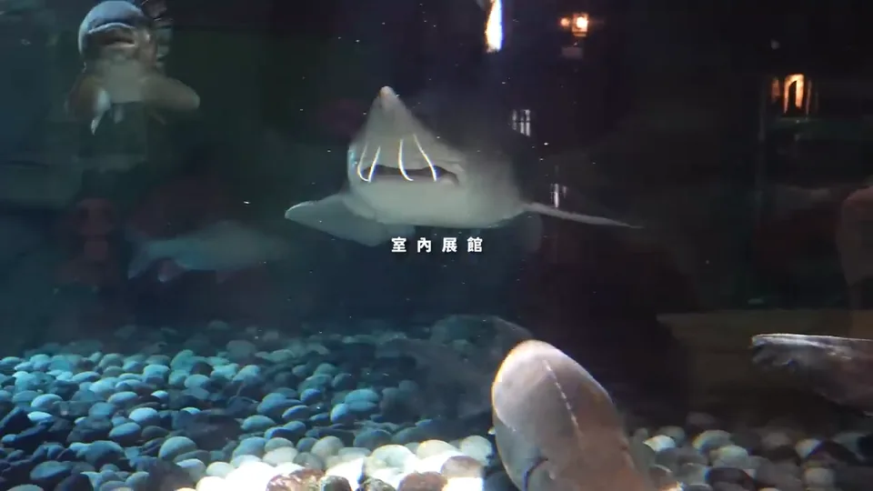 魟魚與魚群在水槽裡游動,底部可見石頭。